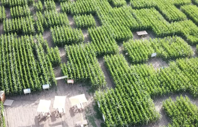 Gagnez vos entrées pour le Pop Corn Labyrinthe de Sarzeau!